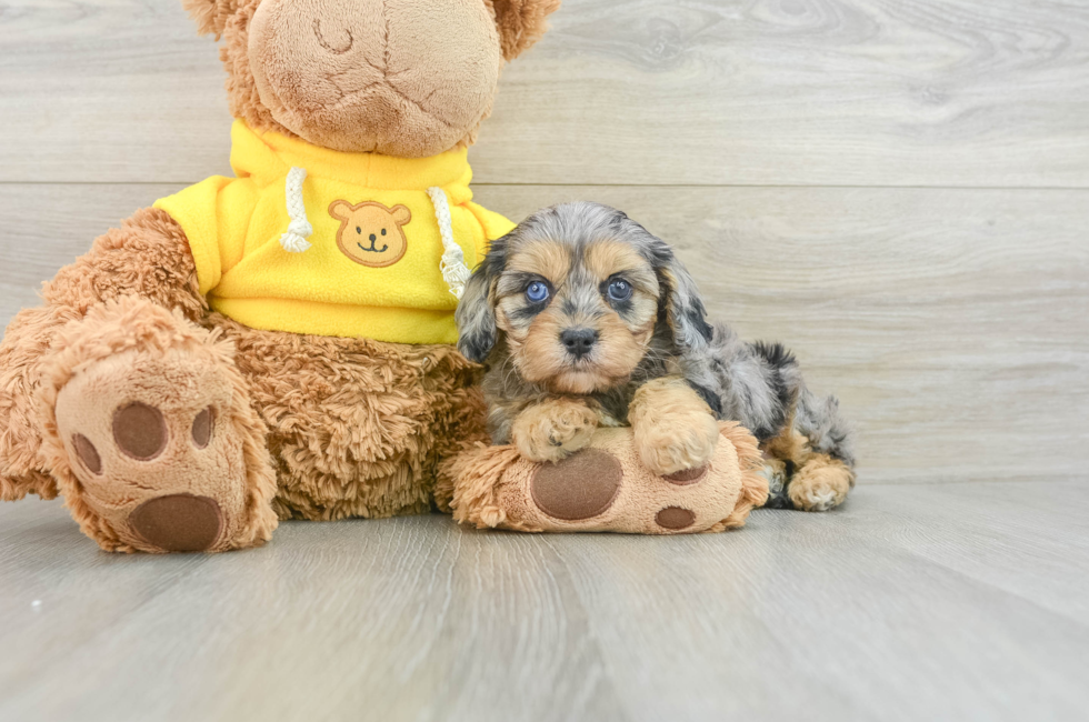 8 week old Cavapoo Puppy For Sale - Premier Pups