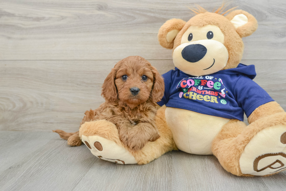 Cavapoo Pup Being Cute