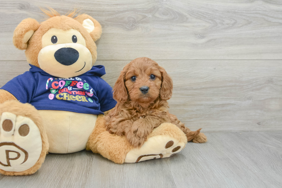 Playful Cavapoodle Poodle Mix Puppy