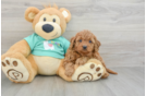 Cavapoo Puppy for Adoption