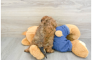 Cavapoo Puppy for Adoption