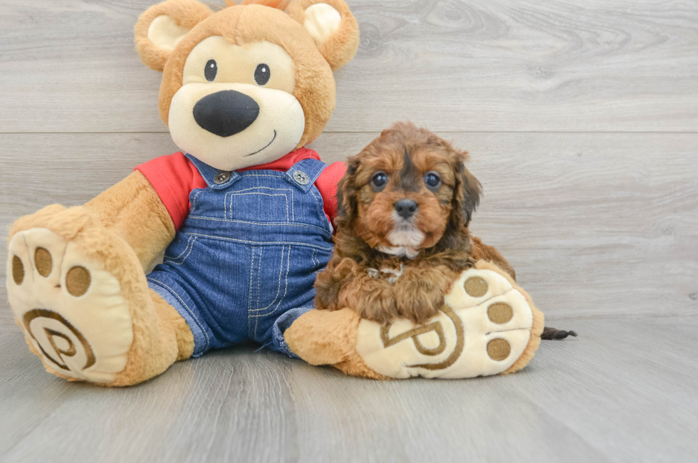 6 week old Cavapoo Puppy For Sale - Premier Pups