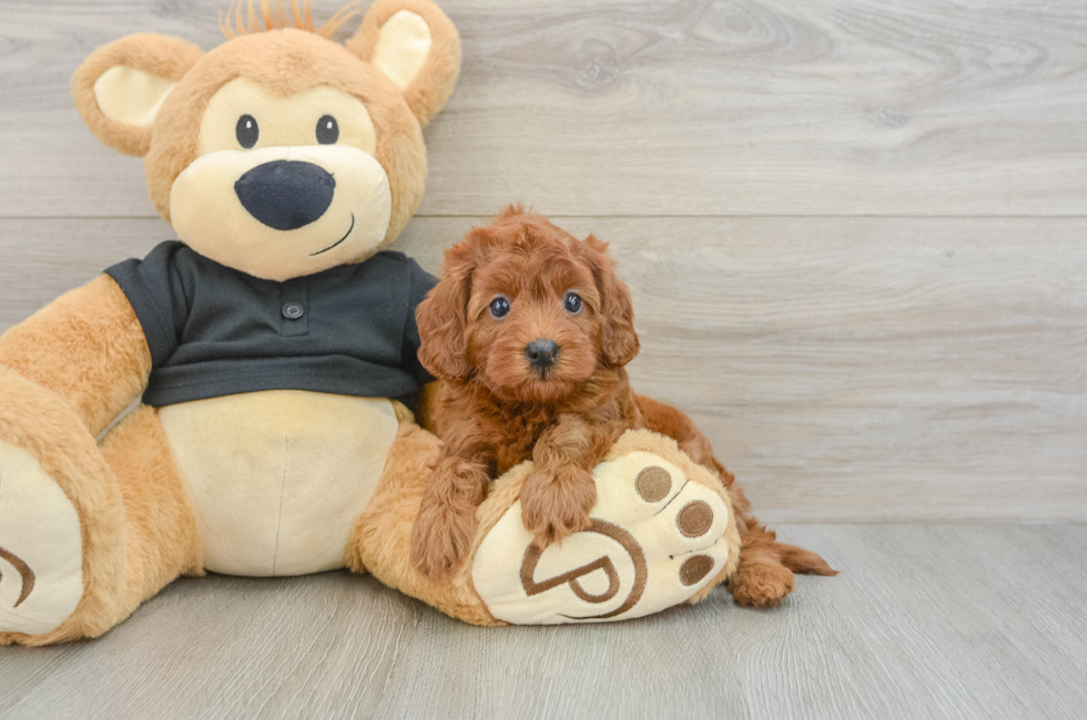 6 week old Cavapoo Puppy For Sale - Premier Pups