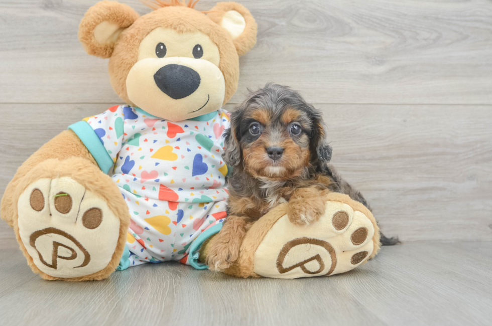 5 week old Cavapoo Puppy For Sale - Premier Pups