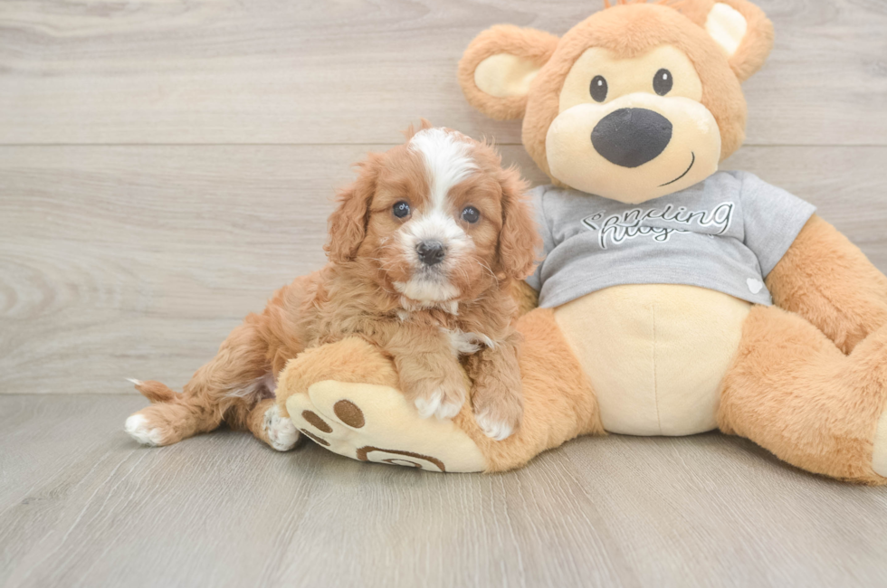 5 week old Cavapoo Puppy For Sale - Premier Pups