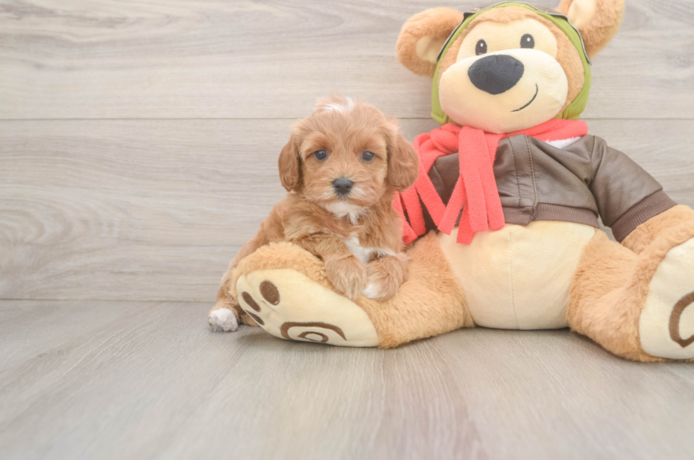 5 week old Cavapoo Puppy For Sale - Premier Pups