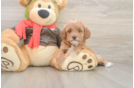 Cavapoo Pup Being Cute