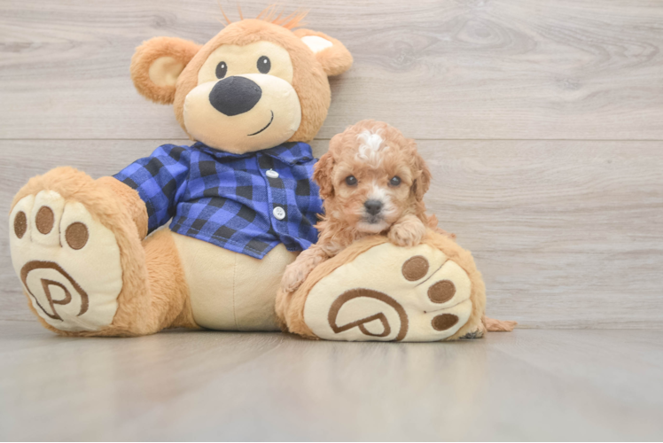 Cavapoo Puppy for Adoption