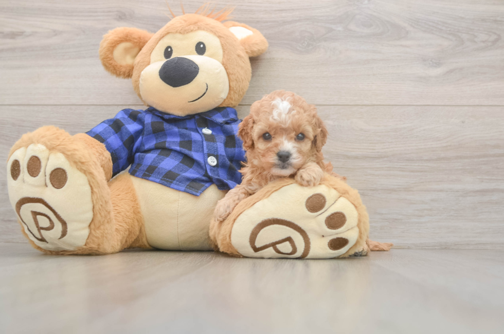 5 week old Cavapoo Puppy For Sale - Premier Pups