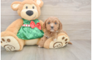 Small Cavapoo Baby
