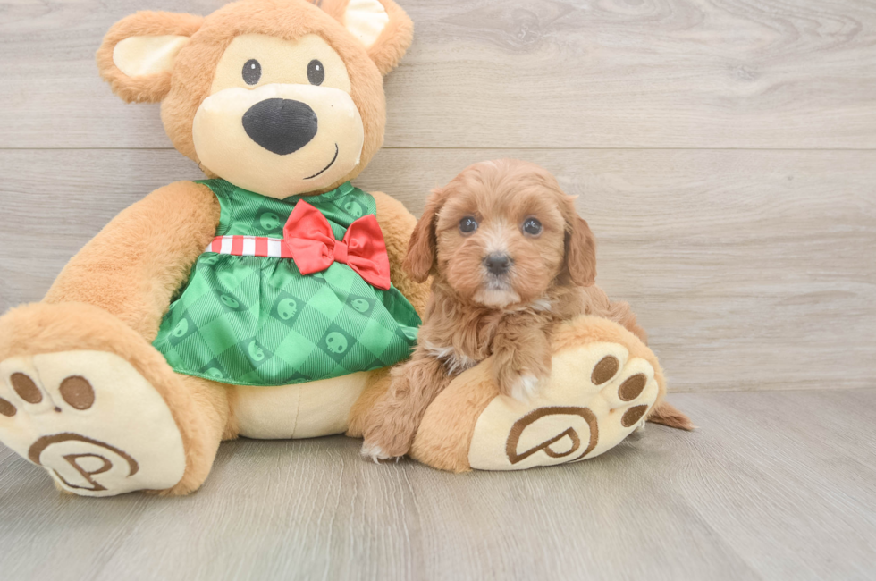 5 week old Cavapoo Puppy For Sale - Premier Pups