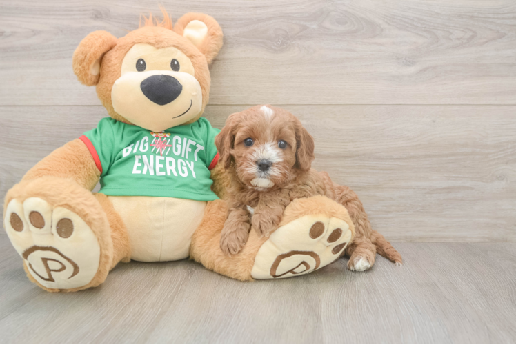 Energetic Cavoodle Poodle Mix Puppy