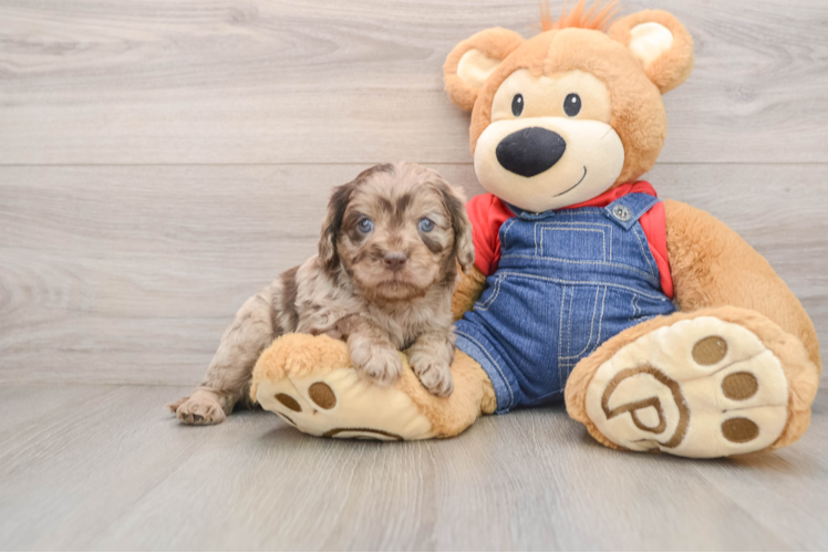 Best Cavapoo Baby
