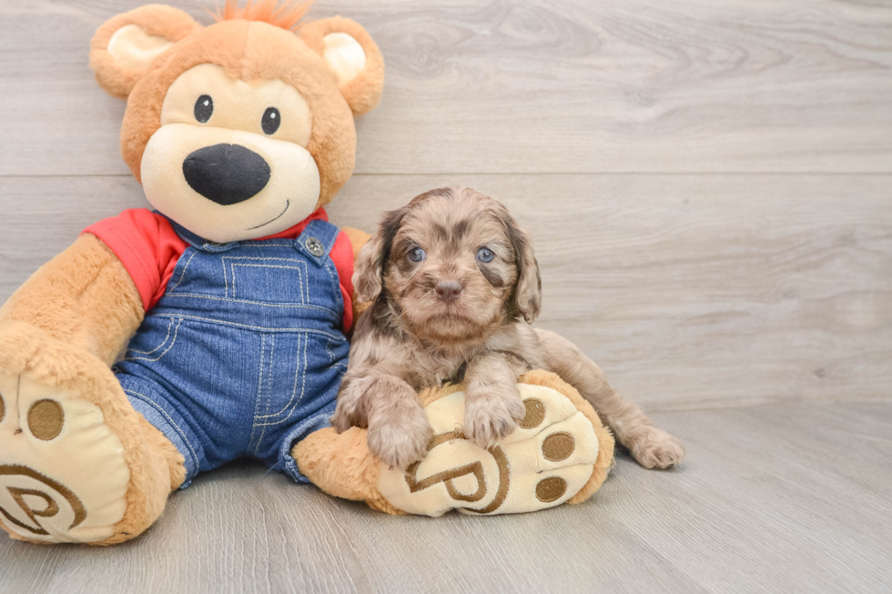 Cavapoo Pup Being Cute