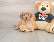 8 week old Cavapoo Puppy For Sale - Premier Pups