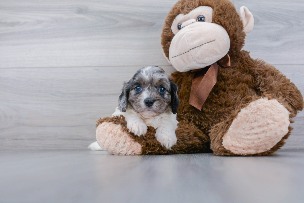 Happy Cavapoo Baby