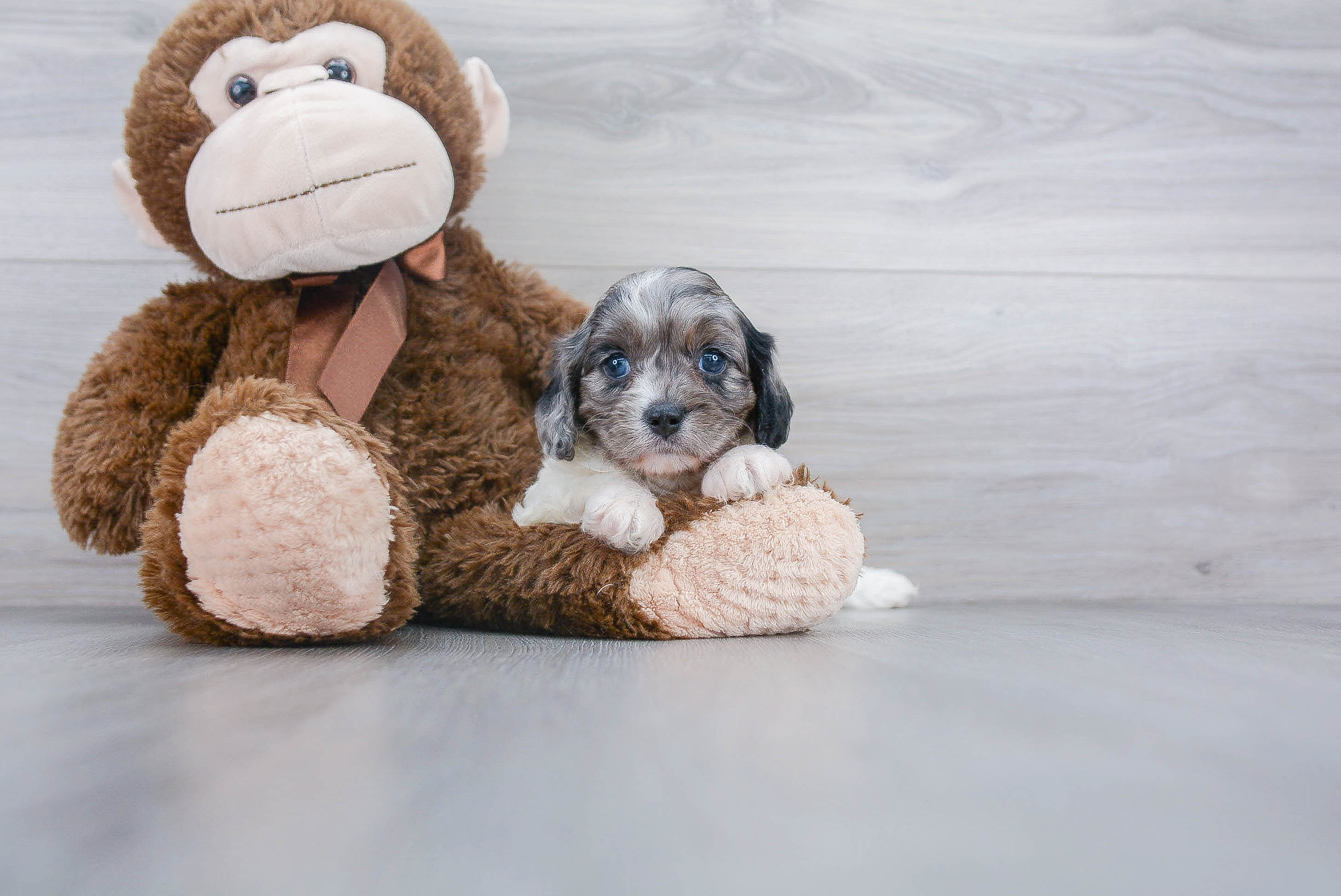 Best Cavapoo Baby