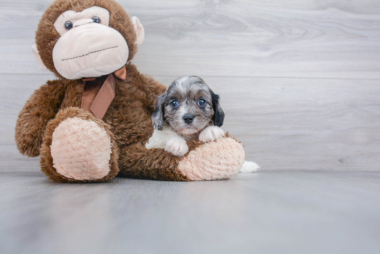 Best Cavapoo Baby