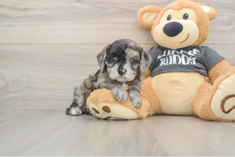 Cavapoo Puppy for Adoption