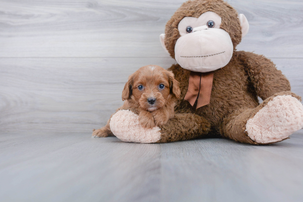 Petite Cavapoo Poodle Mix Pup