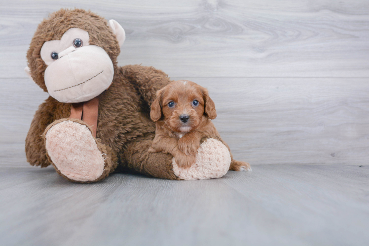 Cavapoo Pup Being Cute