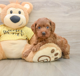 7 week old Cavapoo Puppy For Sale - Premier Pups