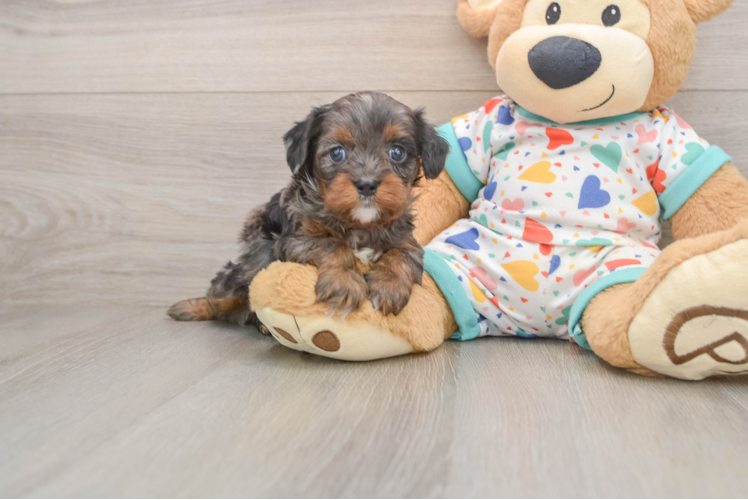 Best Cavapoo Baby