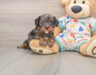 8 week old Cavapoo Puppy For Sale - Premier Pups
