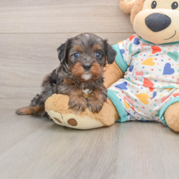 Best Cavapoo Baby