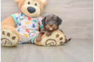 Best Cavapoo Baby