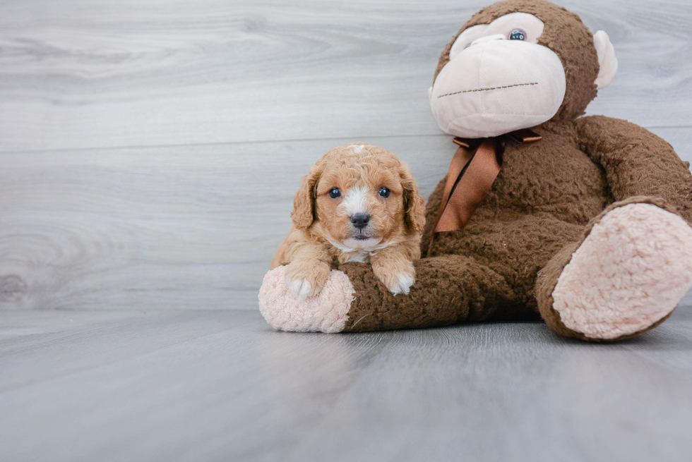 Playful Cavoodle Poodle Mix Puppy