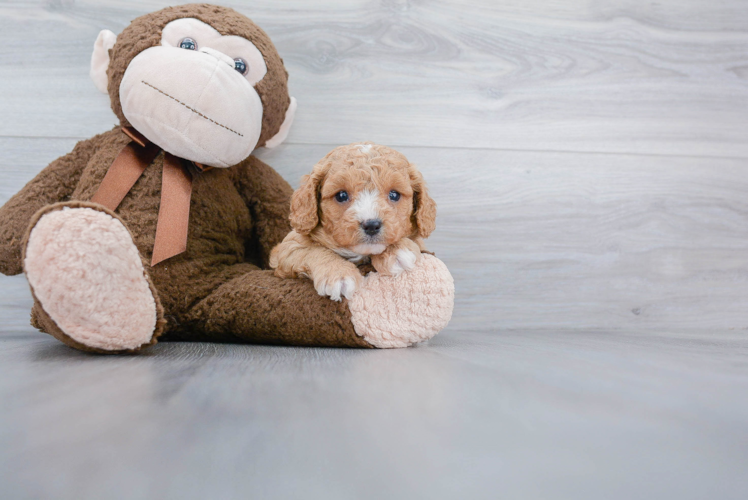 Small Cavapoo Baby