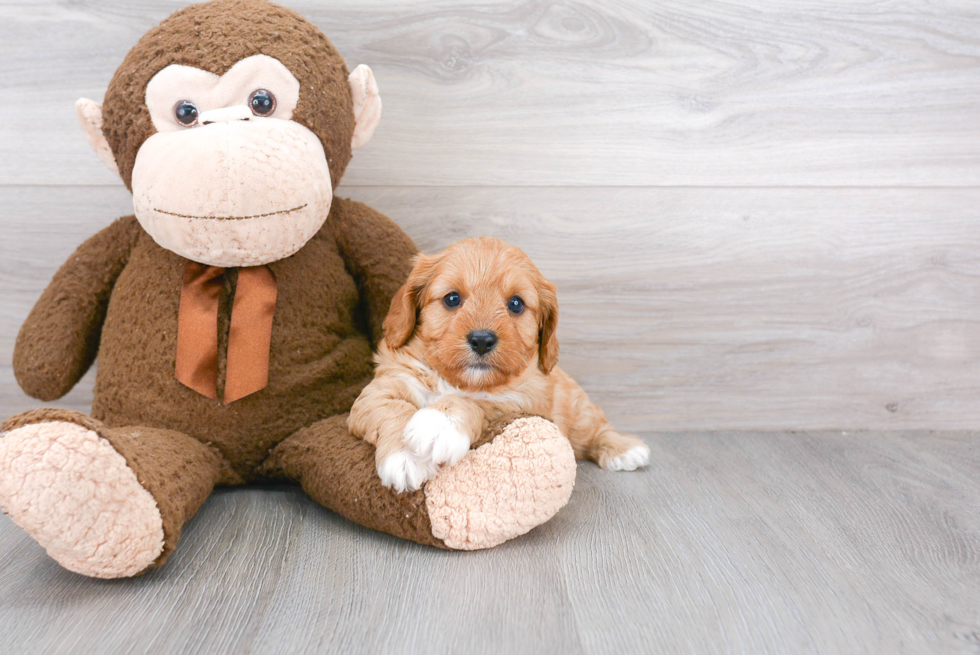 Cavapoo Puppy for Adoption