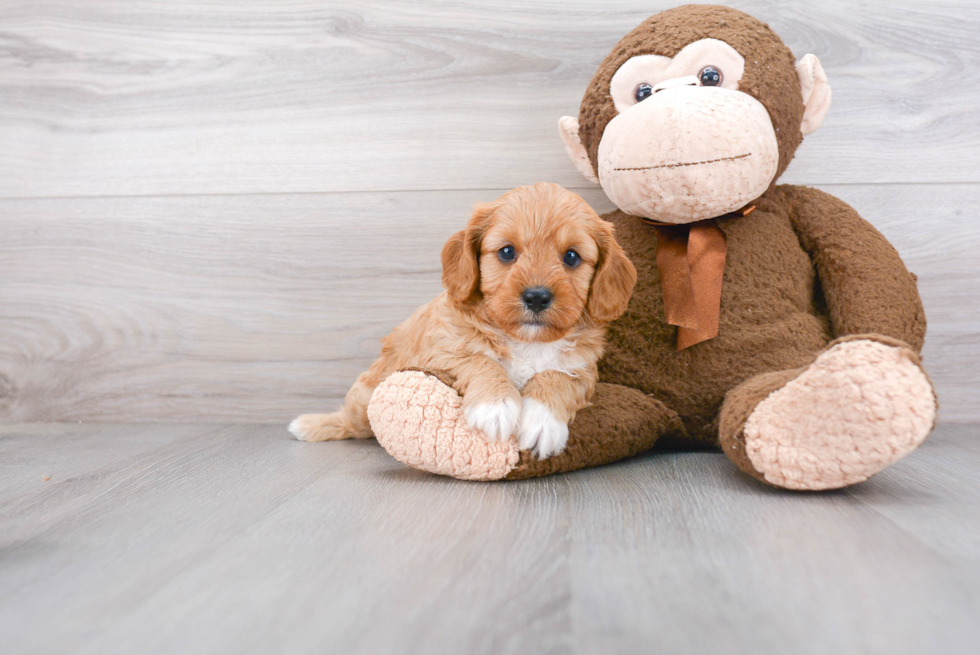 Cavapoo Puppy for Adoption