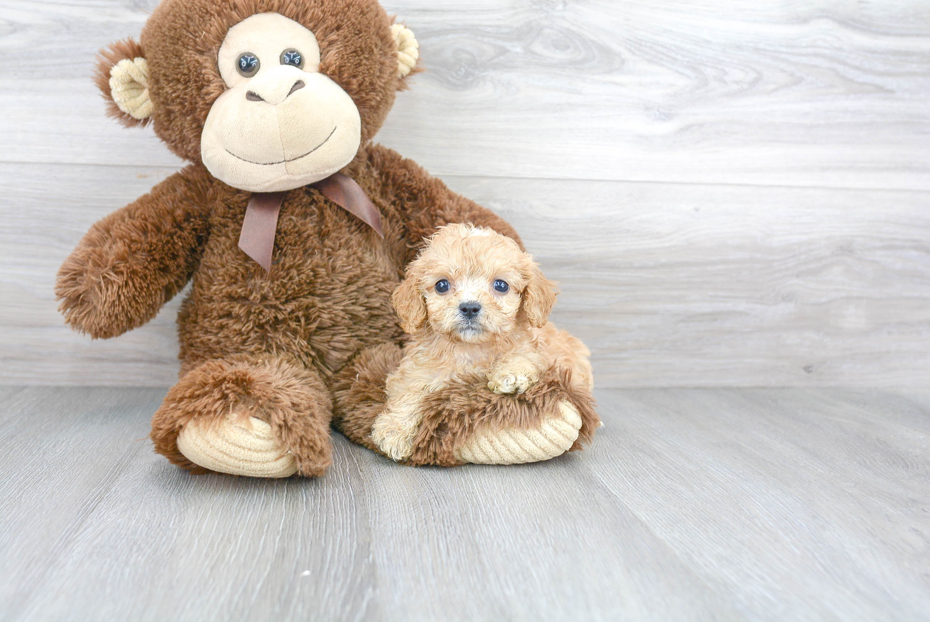 Little Cavoodle Poodle Mix Puppy