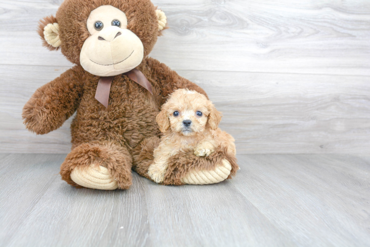 Little Cavoodle Poodle Mix Puppy