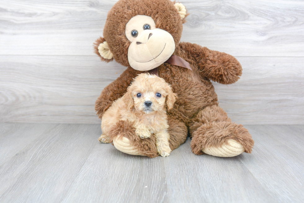 Little Cavoodle Poodle Mix Puppy