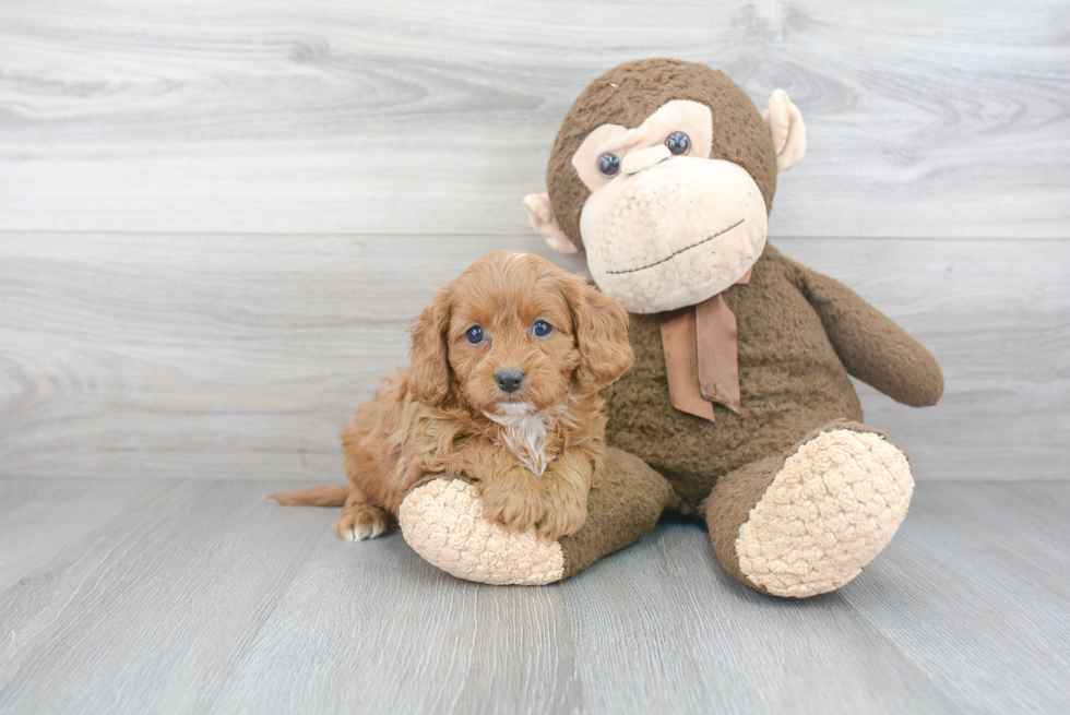 Energetic Cavoodle Poodle Mix Puppy