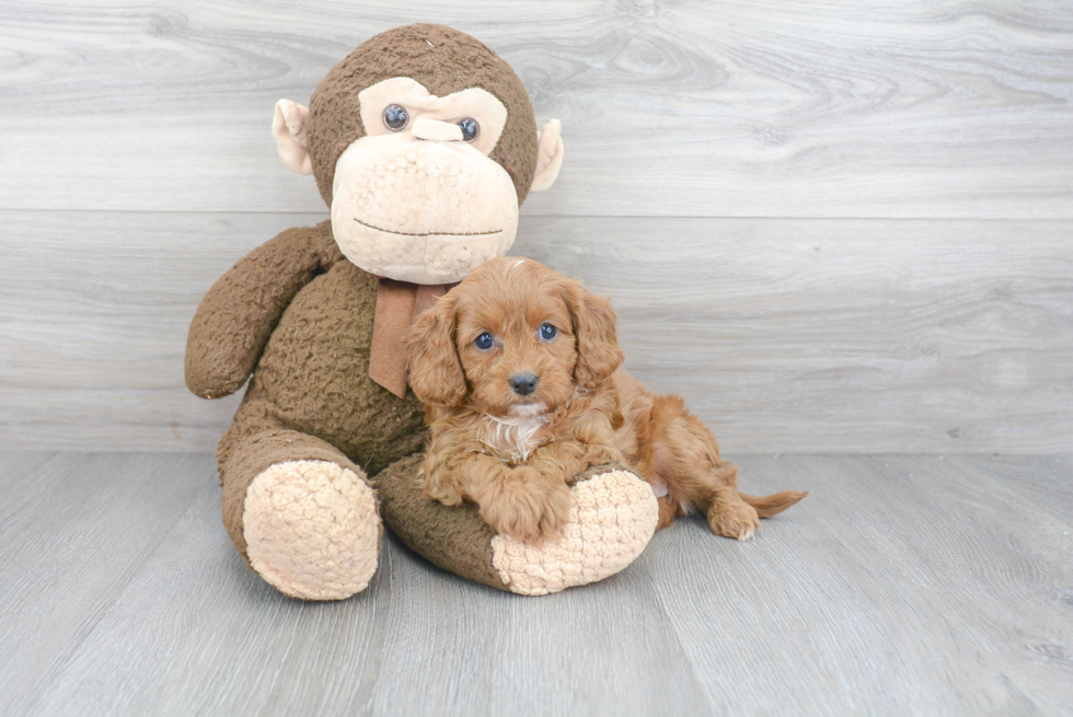 Small Cavapoo Baby