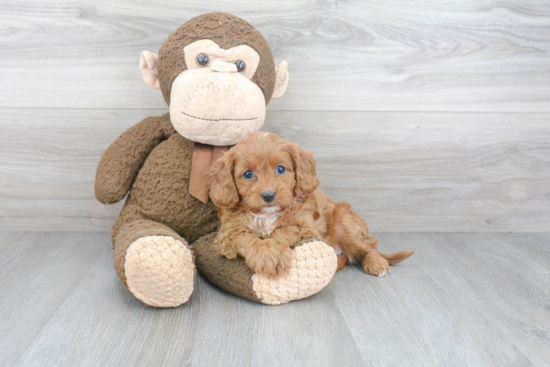 Small Cavapoo Baby