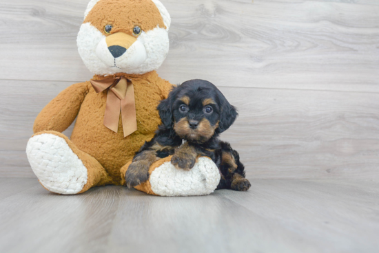 Little Cavoodle Poodle Mix Puppy