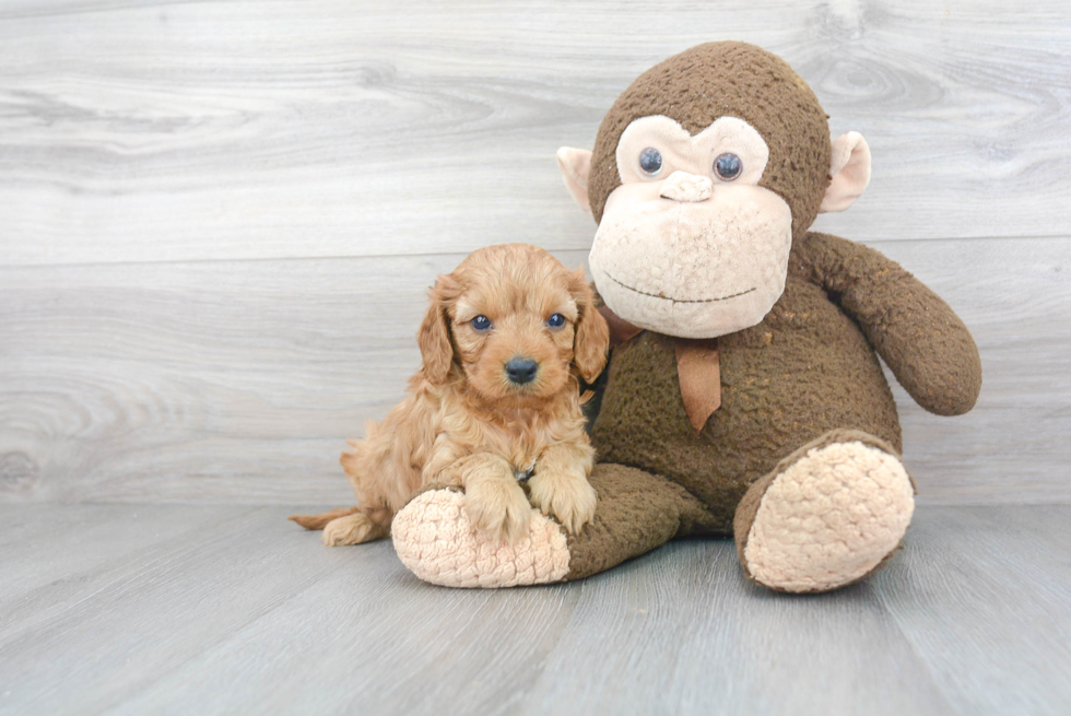 Cavapoo Puppy for Adoption