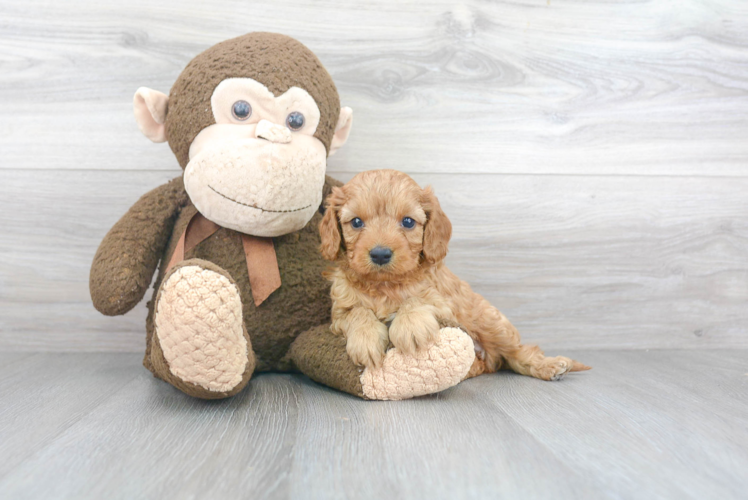 Best Cavapoo Baby