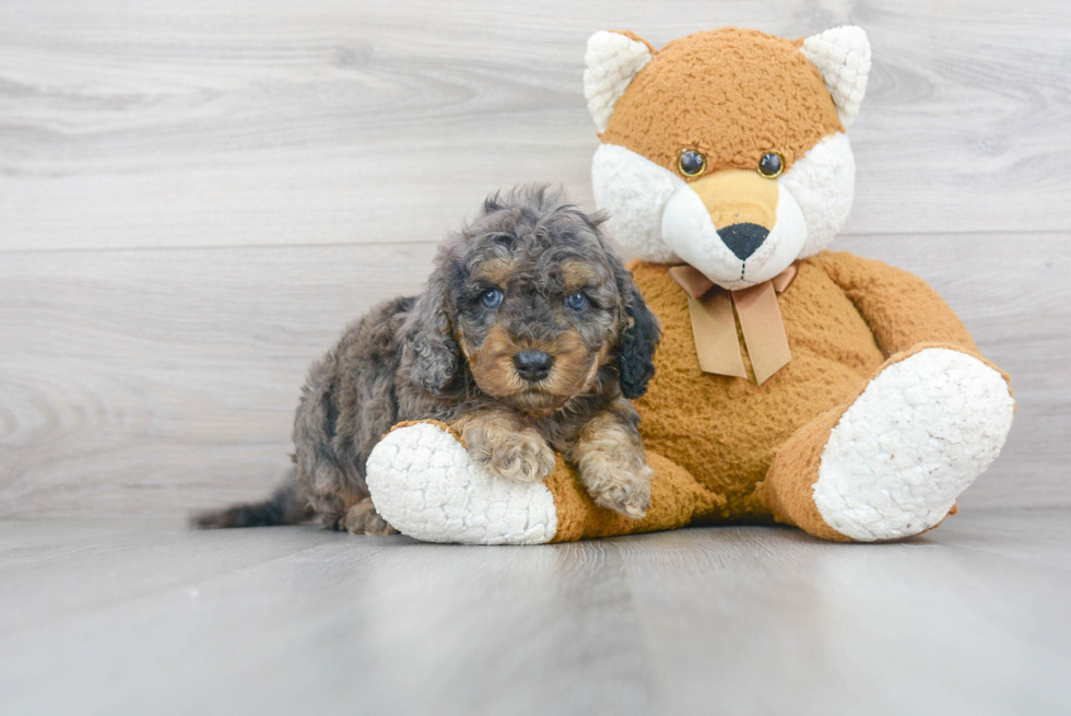 Cavapoo Pup Being Cute