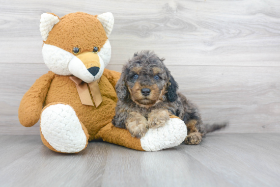 Cavapoo Puppy for Adoption