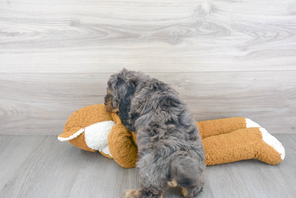 Small Cavapoo Baby