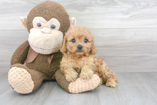 Cavapoo Puppy for Adoption