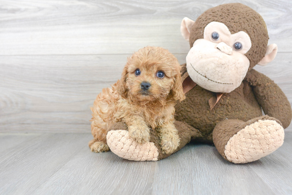 Cavapoo Puppy for Adoption