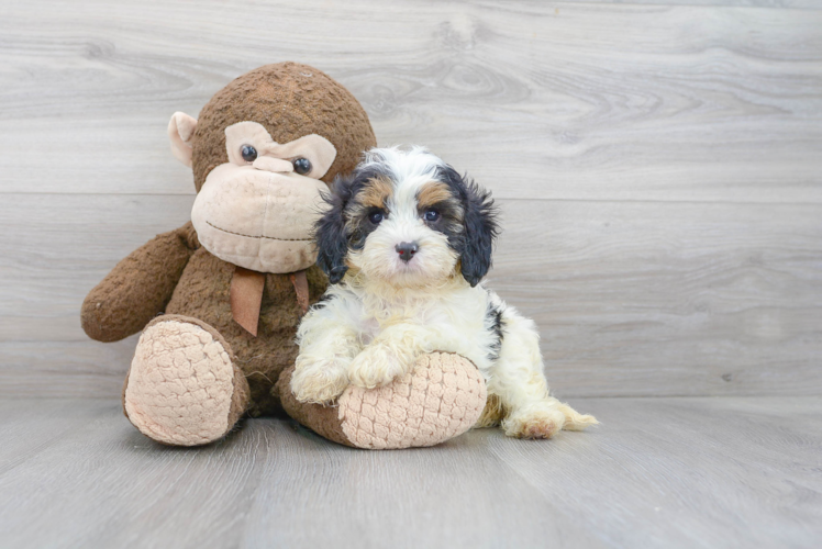 Funny Cavapoo Poodle Mix Pup