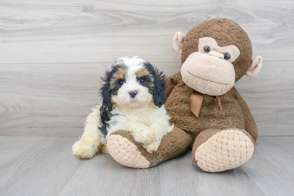 Popular Cavapoo Poodle Mix Pup